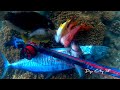 Pelagic king mackerel