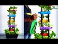 Money plant Growing in Your Living Room | Money plant Indoor Garden Decoration Idea//GREEN PLANTS