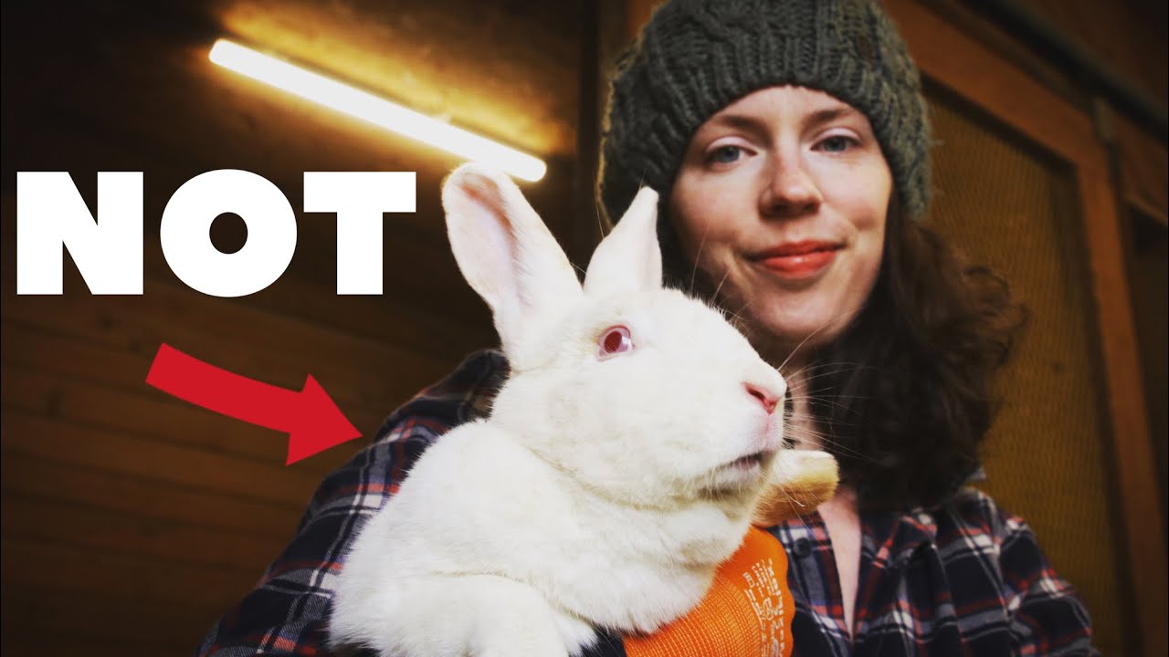 EASIEST MEAT ANIMAL FOR BEGINNERS