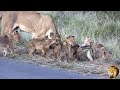 Amazing  - Tiny Lion Cubs CATCH And KILL A Deadly Puff Adder Snake