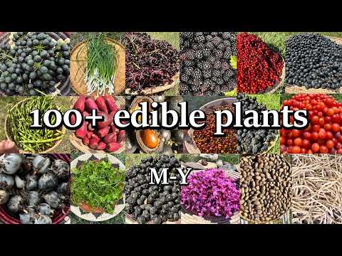 Wild Foods of Texas (M-Y) – Indigenous Uses Compilation