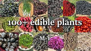 Wild Foods of Texas (M-Y) – Indigenous Uses Compilation