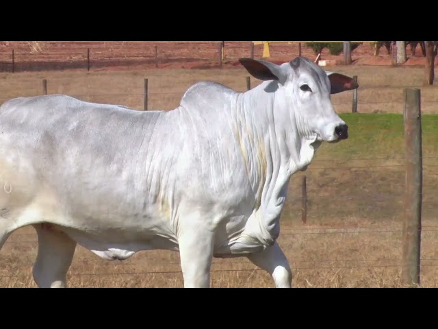 LOTE 06 EBOB 5512 | 42º MEGA LEILÃO ANUAL CARPA FÊMEAS