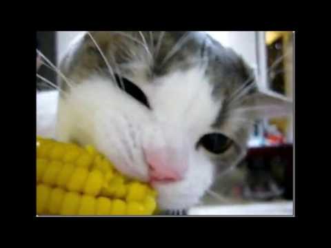 Cat Meowing Ear Rape