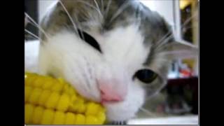 Cat Meowing Ear Rape