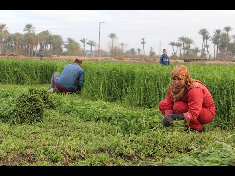 زراعة البرسيم المصرى من الألف الى الياء الجزء الأول  