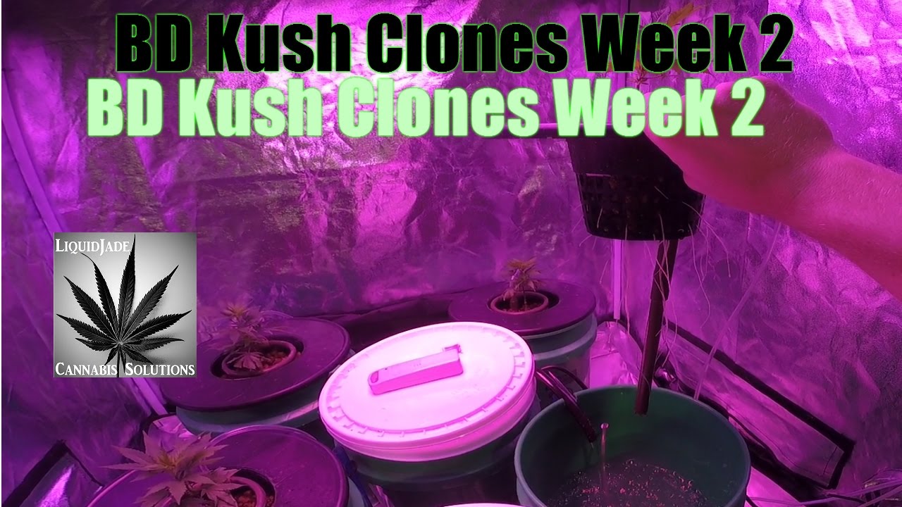 BD Kush Clones Week 2
