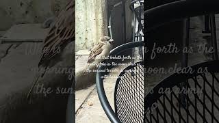 How can this tiny bird have such a powerful voice? ❤️ @thesacredinterference🌹