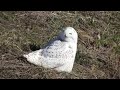 Snowy Owl Visits Beckley, West Virginia