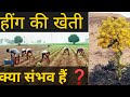 हींग की खेती कहां होती है l hing ki kheti kaise hoti hai //kisan mitra