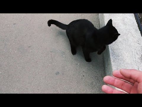 შავი ფისო, რომელსაც მოფერების ეშინია | A black cat that is afraid of moths