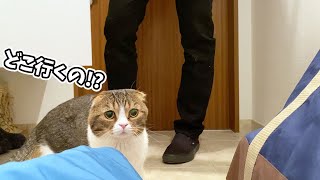 家を出ていくおっさんを引き止めたい猫！