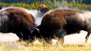 AMERICAN BISON | BUFFALO ─ Hot-tempered Wild Buffalo on Steroids