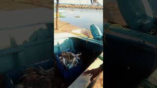 Mandaitivu in Jaffna - Fishing village island