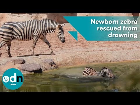 Video: Pet Scoop: Beachgoers Pomagajte pri reševanju morskega leva, Redki Baby Zebra Rojen v Chicagu