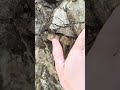 #rocks #asmr #funnyshorts