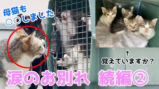 【アニマルレスキュー】離れ離れ雲仙市小浜町親子 続編② 成猫TNRと子猫5匹目保護。 by プロ アニマルレスキュー隊 37,396 views 1 year ago 17 minutes