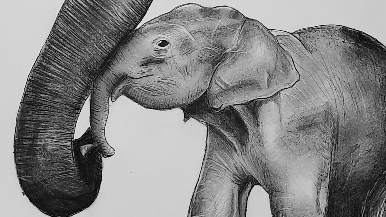 Realistic elephant drawing|Drawing the pregnant elephant died in kerala ... Realistic Drawings Of Elephants