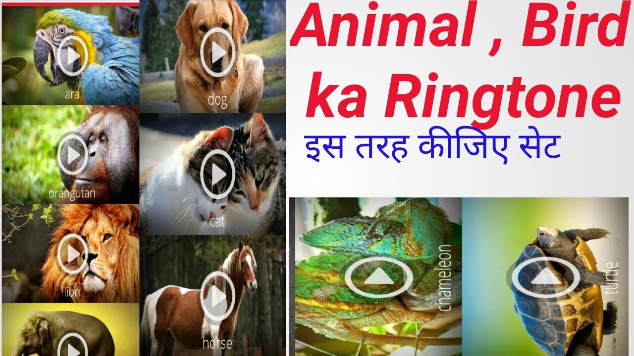 how to set ringtone animal ,bird in android mobile - YouTube