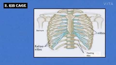 Science: Ch-7 Skeletal System and Nervous System: Part-I (Class-V)