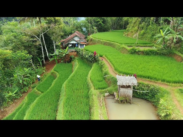 LUAR BIASA !! KAMPUNG TERPENCIL YANG SUPER INDAH PEMANDANGAN ALAM DESA | SUASANA PEDESAAN JAWA BARAT class=