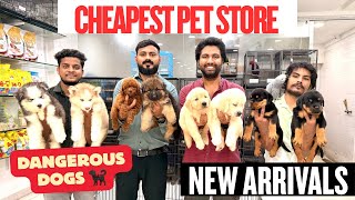 BEST PUPPIES IN HYDERABAD | NEW PUPPIES ARRIVED | GUARDING DOGS 🐕