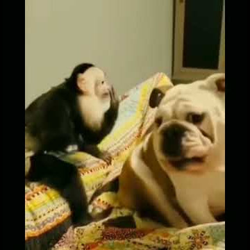 Monyet Kentut Anjing