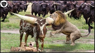 Lion Family Failed Miserably When Fighting With A Herd Of Buffaloes That Were Too Aggressive