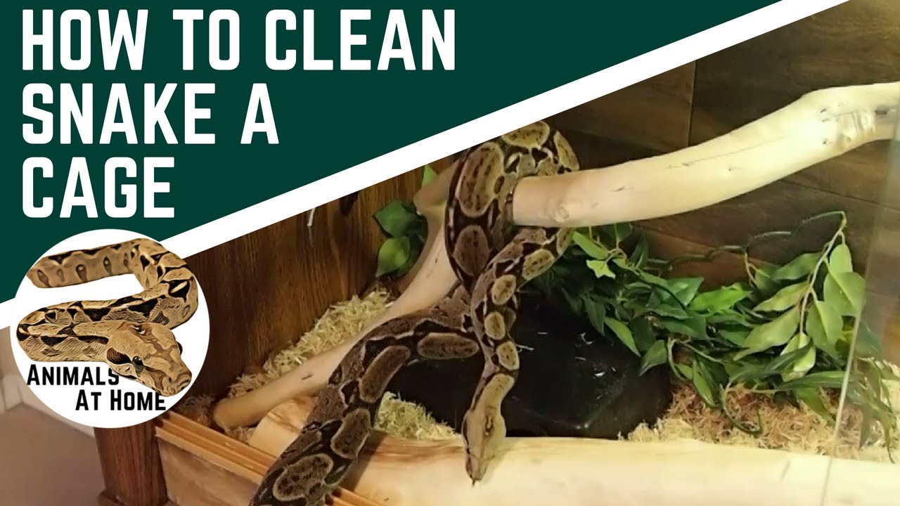 cleaning snake cage with vinegar