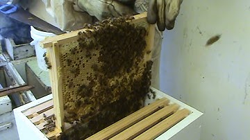 Beekeeping: Putting Bees into a Warre Hive, #2