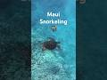 Snorkeling with Sea Turtles in Maui 🐢