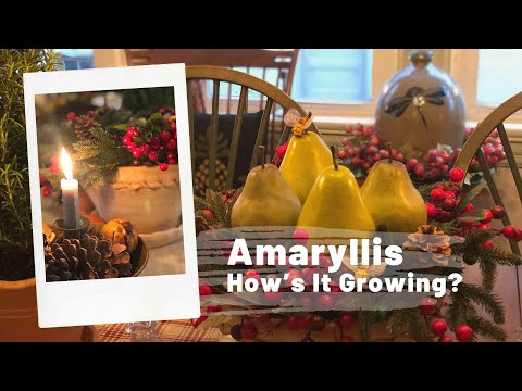 How To Make An Amaryllis Winter Centerpiece 🌺 | How&rsquo;s It Growing?