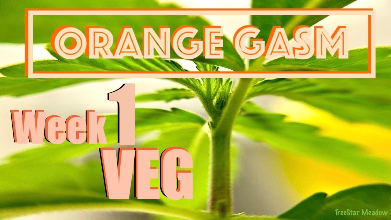 Growing Orange Gasm Cannabis Plants under Mars Hydro TSL2000 - Week 1