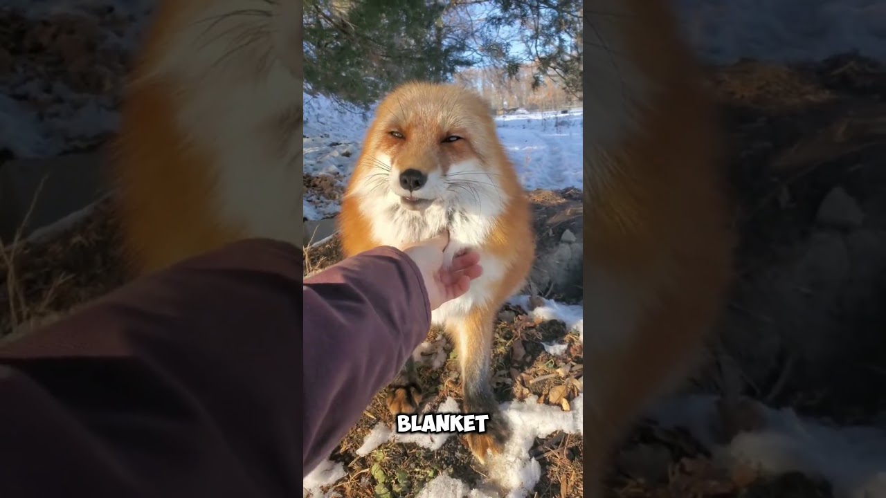When a Fox Laughs… You Won’t Believe the Sound! 🦊😂