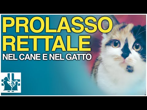 Video: Come addestrare un cane da laboratorio nero