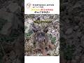 強気すぎる 野生ウサギの ギャップがやばい