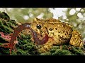 Giant frog camouflage in the land for hunting centipede  ivm reptile story