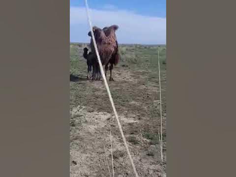 Туйе егіз тауды 🐫🐫 - YouTube