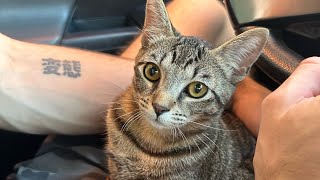 Yayyyyy we love furry friends 🥹🫶🏼🐾 by Carol Chaves 6,363 views 2 months ago 2 minutes, 16 seconds