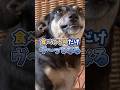 犬がご飯のとき「ウーッ!」と唸ってしまう理由#犬のいる暮らし #dog #shorts