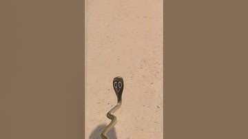 editinig shorts video #youtubshorts #shortsvideo #viralsong #snake #edit