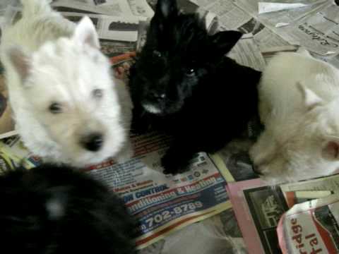 Scottish Terrier Bruster/Roxy Puppies #2