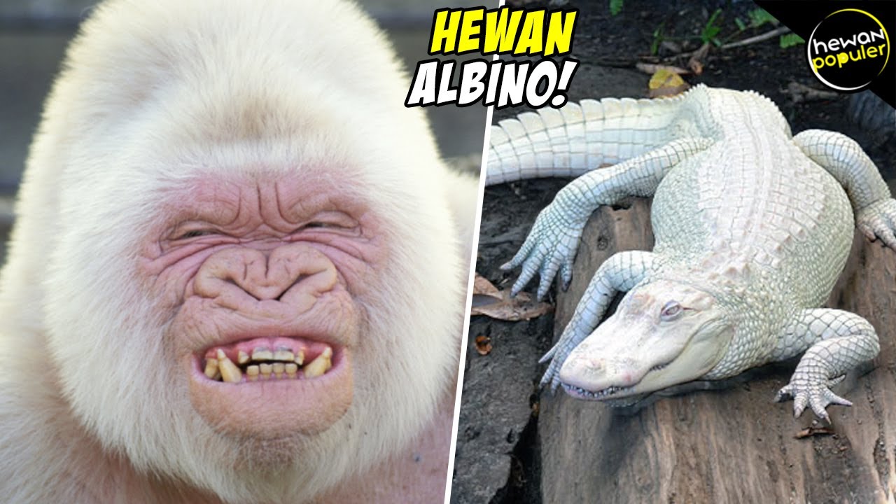 Jarang Kita Jumpai Inilah Hewan  Albino Paling Langka  di  