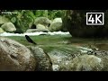 Forest River Sounds with Beautiful Dragonfly, Flowing Water for Relaxation and Healing, Anxiety