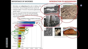 Genotype and phenotype. Microscopy
