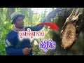 #វល្លិទឹកអាចជួយសង្រោះបានពេលយើងចូលព្រៃដាច់ទឹកបាន