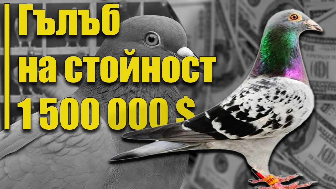 Белгийски пощенски гълъб  (Belgian Racing Homer)