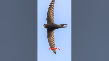the Common Swift 10 Months Without Landing #shorts
