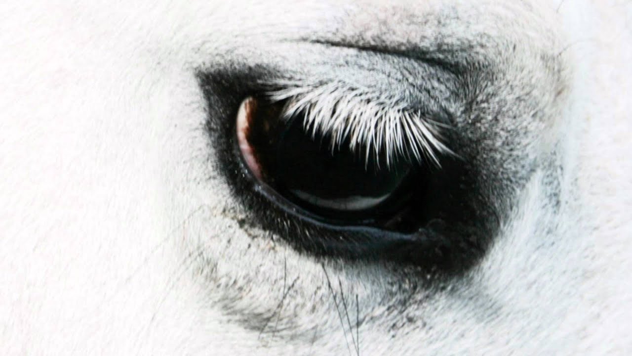 Guarda Creepoid - Stranger su YouTube Guarda Creepoid - Stranger su YouTube