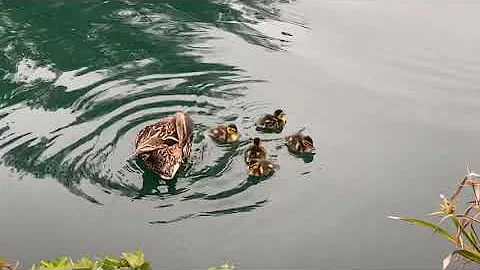 Red Eared Slider Turtle Attacks Duckling